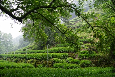 Wandertour durch Teeplantagen in Hangzhou