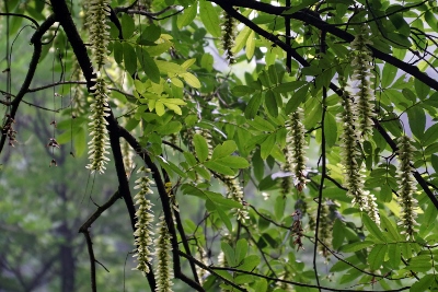 Wandertour durch Teeplantagen in Hangzhou