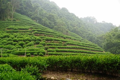 Wandertour durch Teeplantagen in Hangzhou