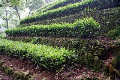 Wandertour durch Teeplantagen in Hangzhou