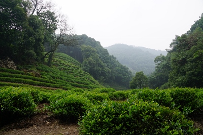 Wandertour durch Teeplantagen in Hangzhou