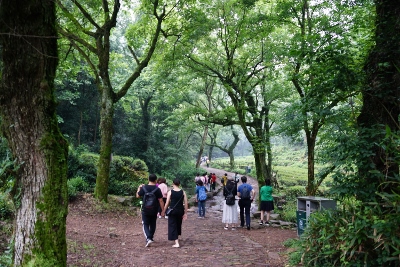 Wandertour durch Teeplantagen in Hangzhou