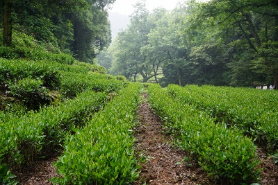 Wandertour durch Teeplantagen in Hangzhou