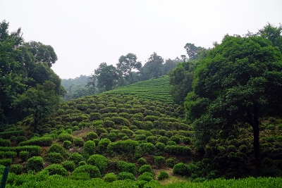 Wandertour durch Teeplantagen in Hangzhou