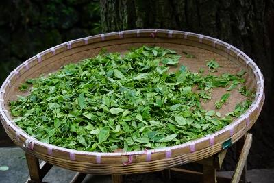 Wandertour durch Teeplantagen in Hangzhou