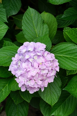 Wandertour durch Teeplantagen in Hangzhou