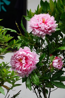 Wandertour durch Teeplantagen in Hangzhou