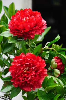 Wandertour durch Teeplantagen in Hangzhou