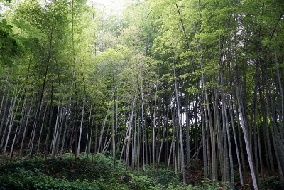 Wandertour durch Teeplantagen in Hangzhou