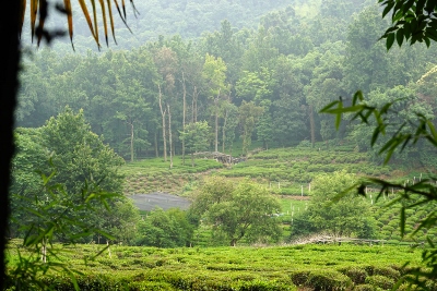 Wandertour durch Teeplantagen in Hangzhou