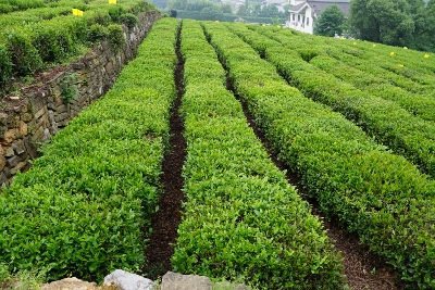 Wandertour durch Teeplantagen in Hangzhou