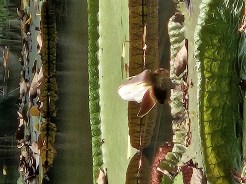 Bogor - Botanischer Garten
