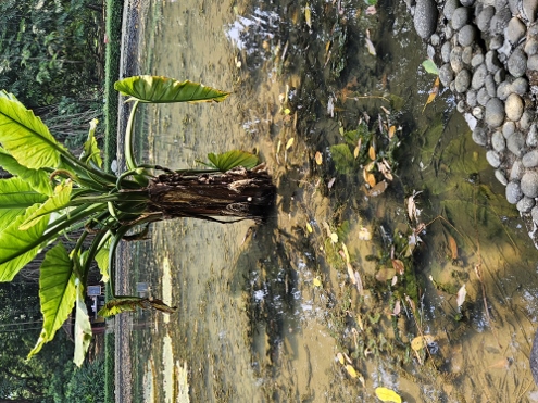 Bogor - Botanischer Garten