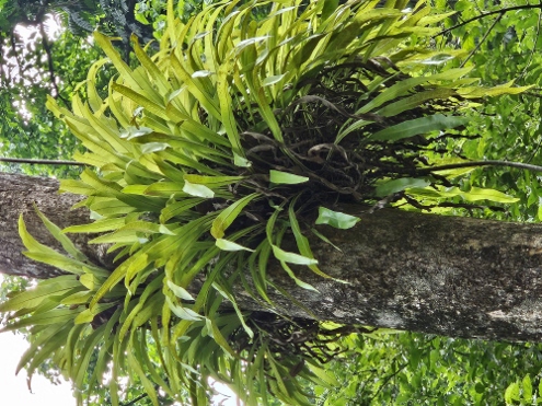 Bogor - Botanischer Garten