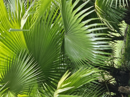 Bogor - Botanischer Garten