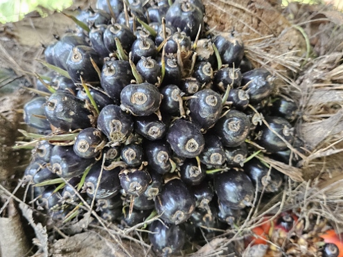Bogor - Botanischer Garten