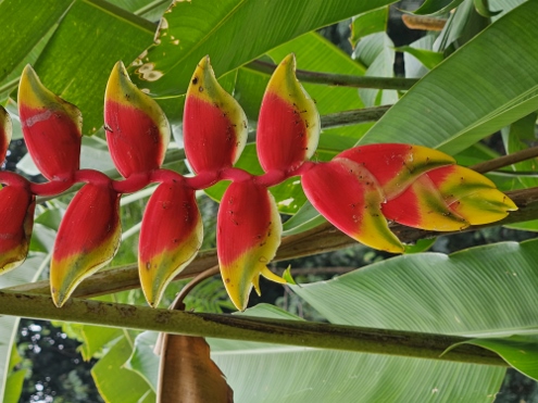 Bogor - Botanischer Garten