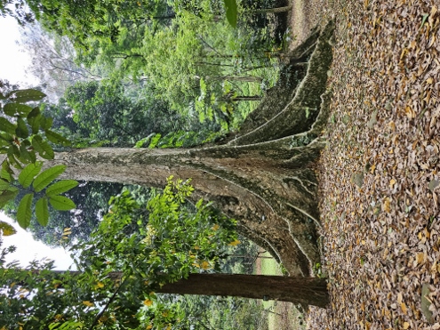 Bogor - Botanischer Garten