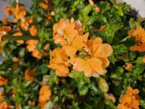 Bogor - Botanischer Garten