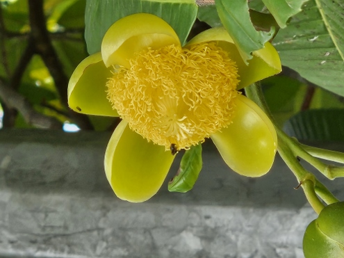 Bogor - Botanischer Garten