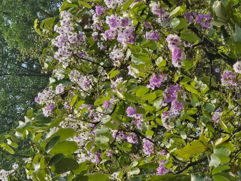 Bogor - Botanischer Garten