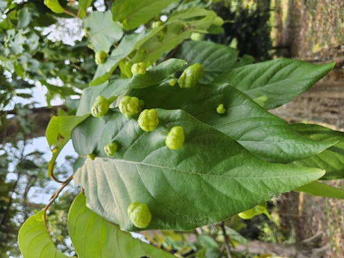 Bogor - Botanischer Garten
