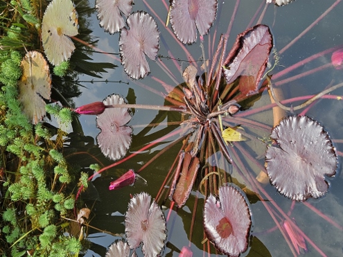 Bogor - Botanischer Garten