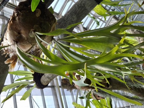 Bogor - Botanischer Garten