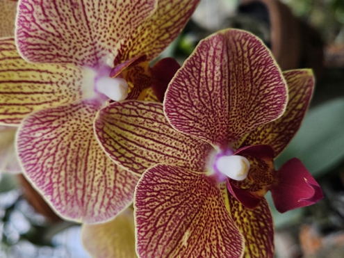 Bogor - Botanischer Garten