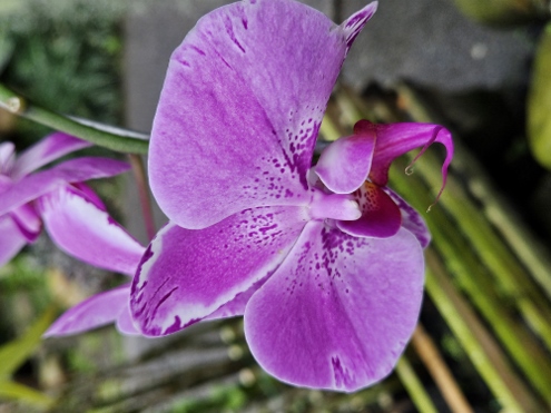 Bogor - Botanischer Garten