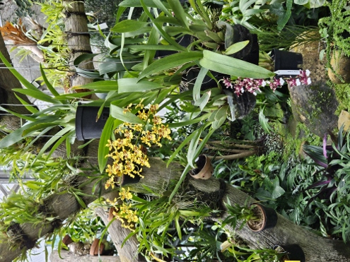 Bogor - Botanischer Garten