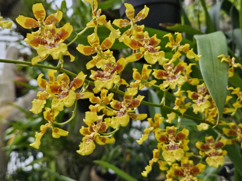 Bogor - Botanischer Garten