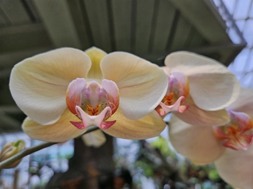 Bogor - Botanischer Garten