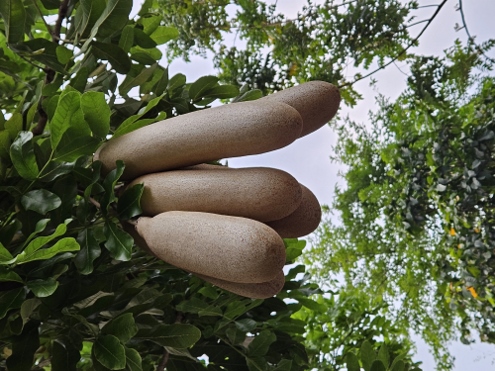 Der Leberwurstbaum (kigelia africana)