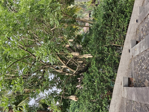 Der Leberwurstbaum (kigelia africana)