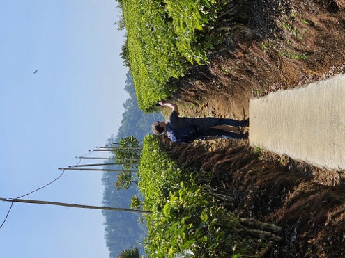 Tee... wohin man schaut