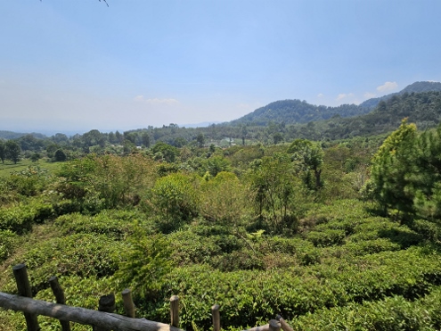 Tee... wohin man schaut