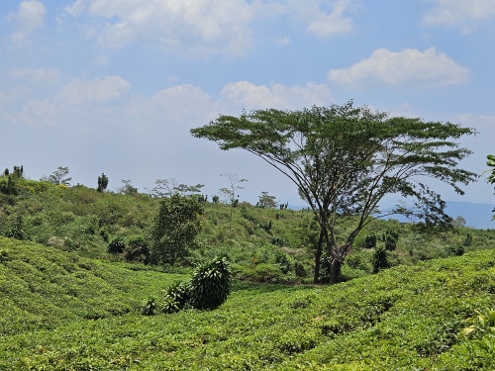 Tee bis zum Horizont