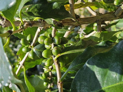 Kaffee, Tee und andere Leckereien