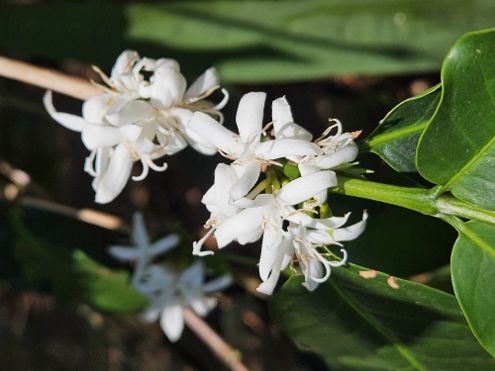 Kaffee, Tee und andere Leckereien