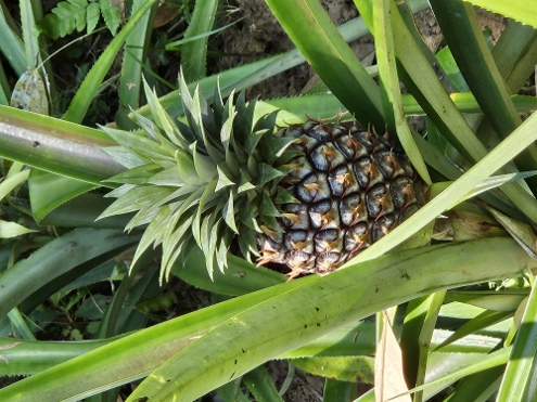 Kaffee, Tee und andere Leckereien