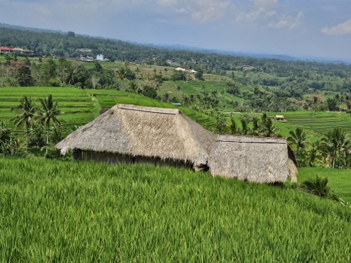 Bali - Jatiluwih