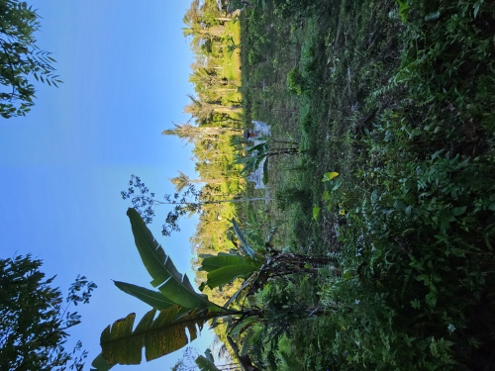 Bali - wilde Abfahrt vom Bukit Cemara