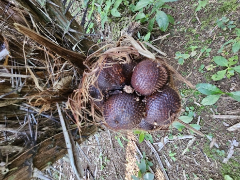 Bali - Salakplantage