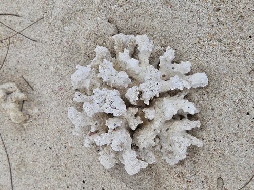 Gili Meno - Hier wachsen vielleicht komische Sachen