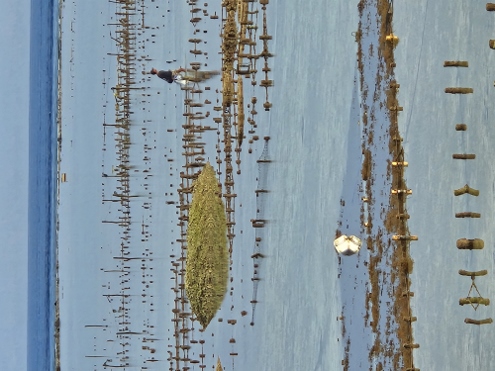 Nusa Lembongan - Sea Weed Fields