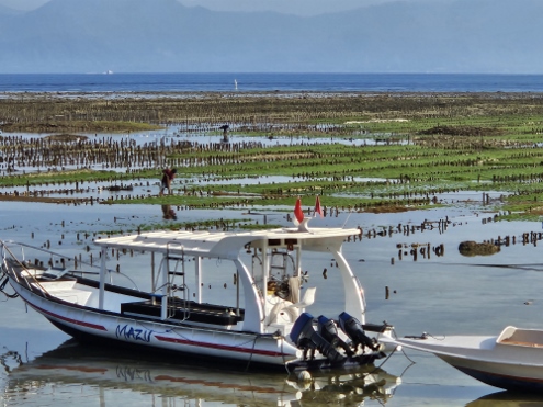 Nusa Lembongan - Sea Weed Fields