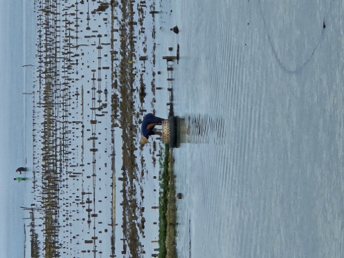 Nusa Lembongan - Sea Weed Fields