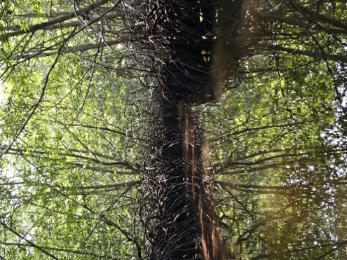 Nusa Lembongan - Mangrove Forest