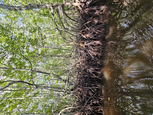 Nusa Lembongan - Mangrove Forest